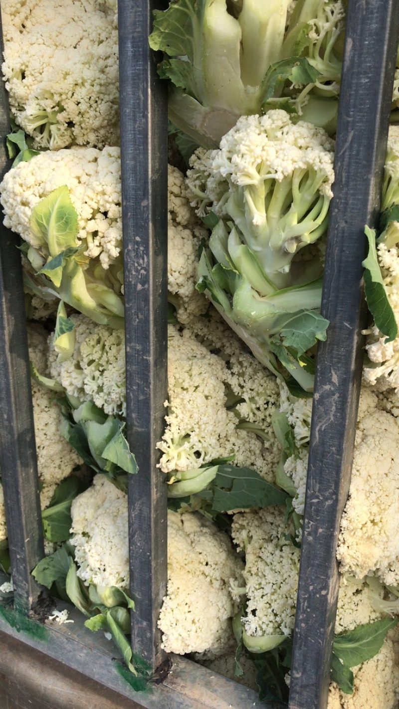 松花菜一个星期后大量上市