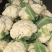 松花菜一个星期后大量上市