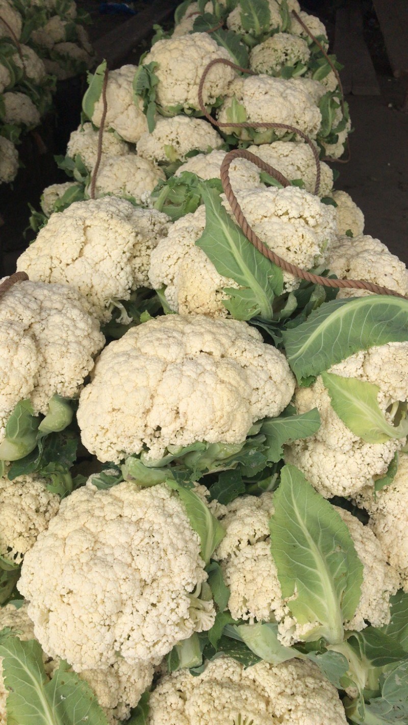 松花菜一个星期后大量上市