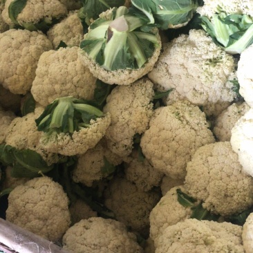 松花菜一个星期后大量上市