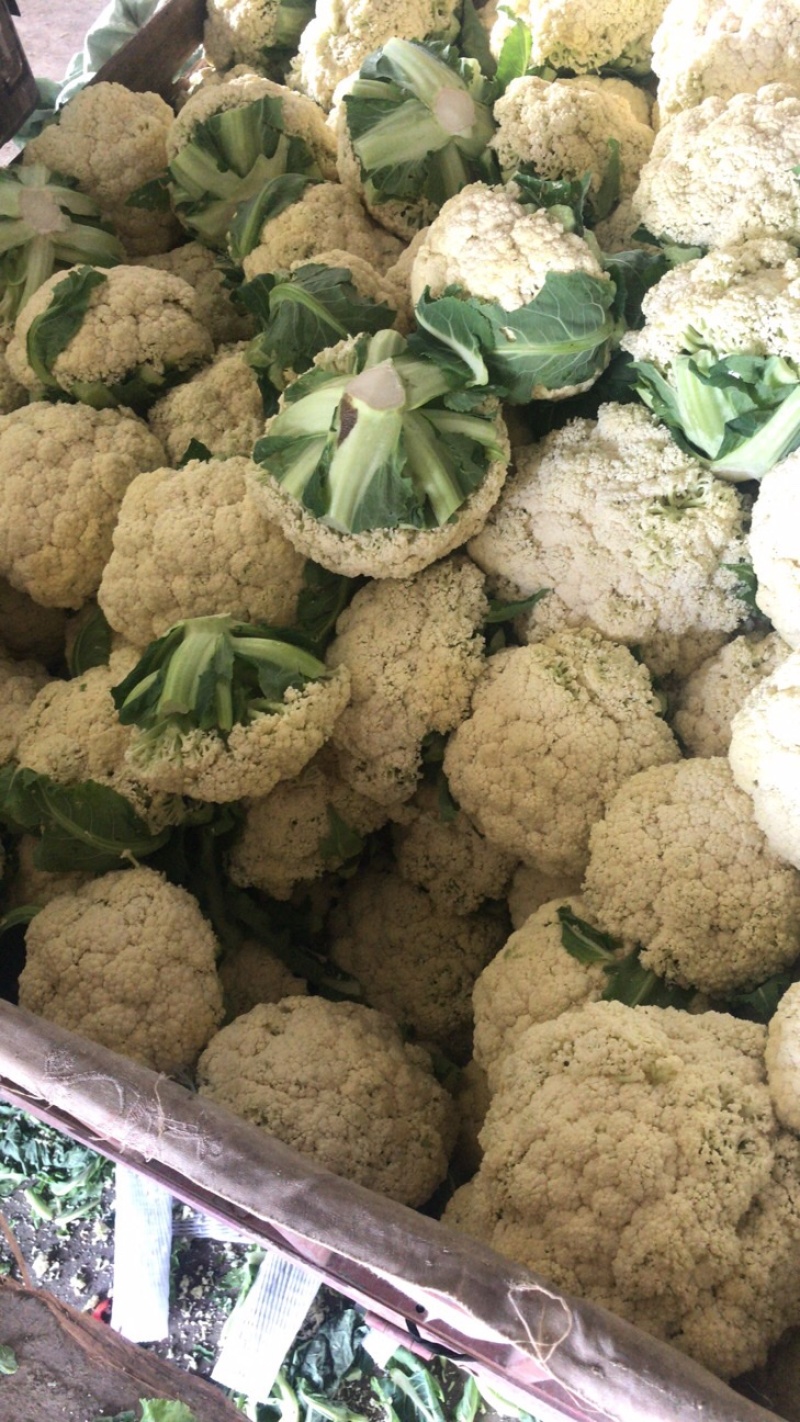 松花菜一个星期后大量上市