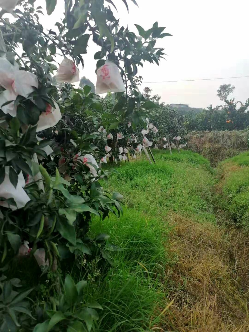 彭山区还有爱媛38果冻橙产地直供可视频看货