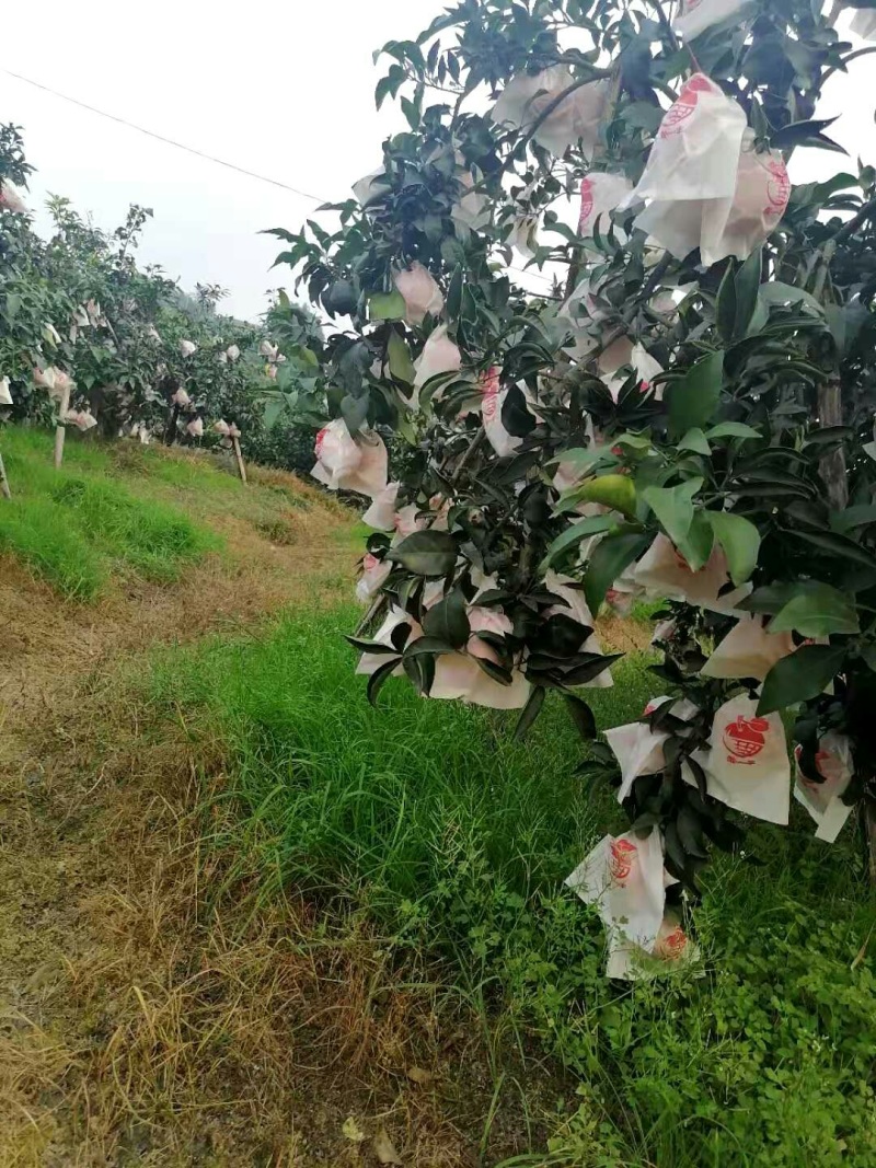 彭山区还有爱媛38果冻橙产地直供可视频看货