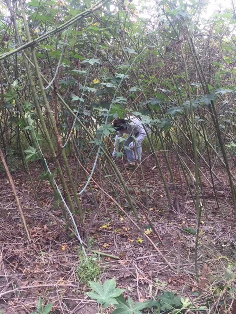 覆盆子苗华东掌叶覆盆子苗浙江产地直供正宗掌叶覆盆子苗