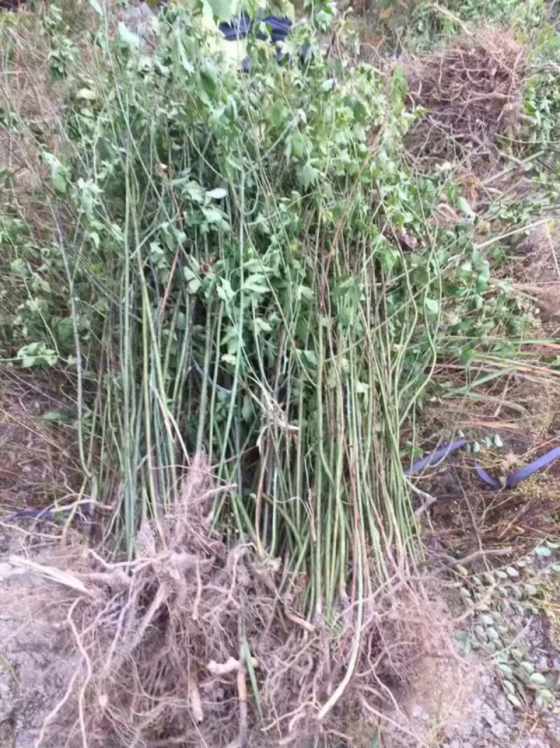 覆盆子苗华东掌叶覆盆子苗浙江产地直供正宗掌叶覆盆子苗