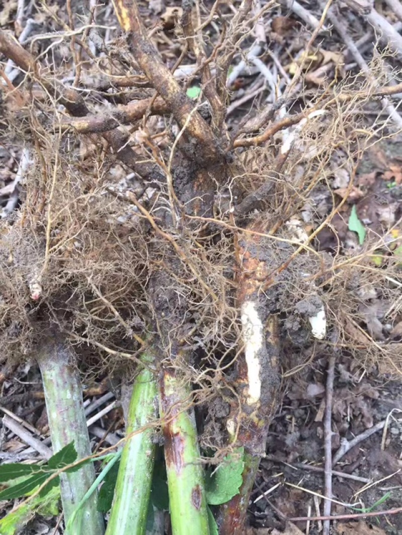 覆盆子苗华东掌叶覆盆子苗浙江产地直供正宗掌叶覆盆子苗