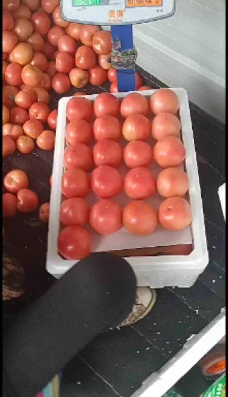精品西红柿大量上市，个头均匀，色泽鲜亮，口感沙甜，耐运输