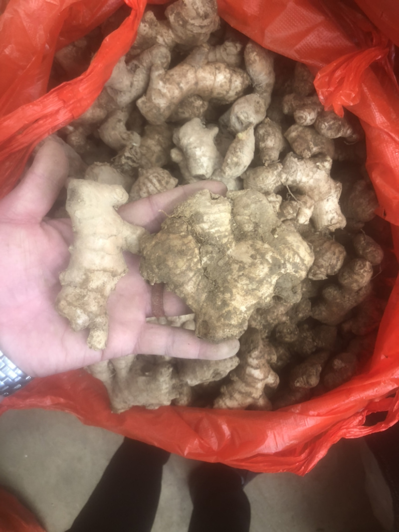 老姜姜母货在安顺随时来看货昨天挖的