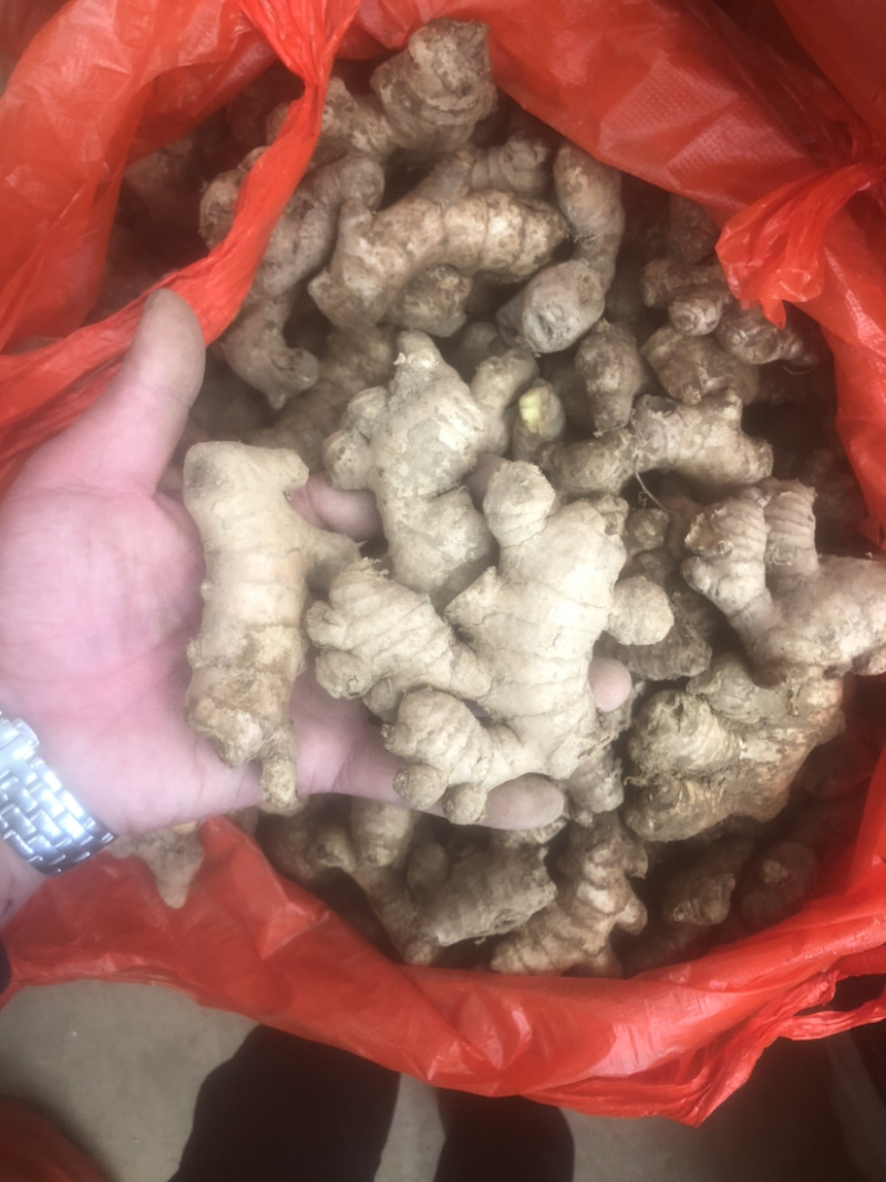 老姜姜母货在安顺随时来看货昨天挖的