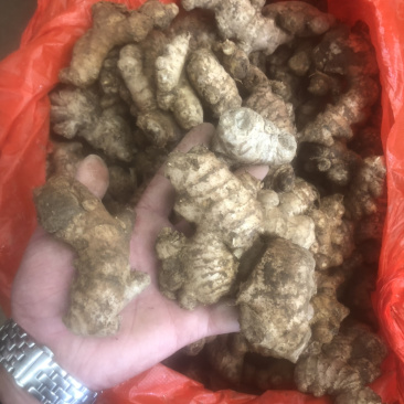老姜姜母货在安顺随时来看货昨天挖的