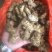 老姜姜母货在安顺随时来看货昨天挖的