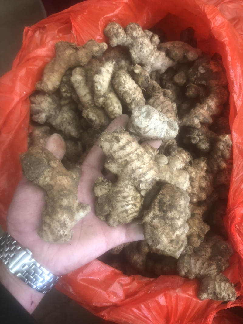老姜姜母货在安顺随时来看货昨天挖的