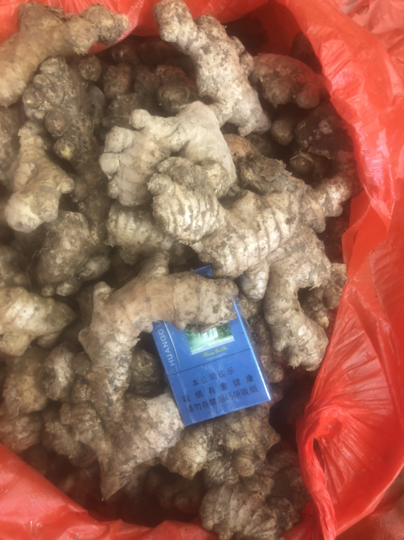 老姜姜母货在安顺随时来看货昨天挖的