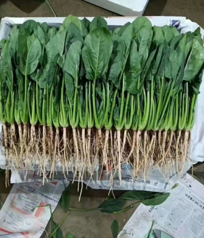 精品净菠菜，欢迎全国各地的新老客户前来收购。