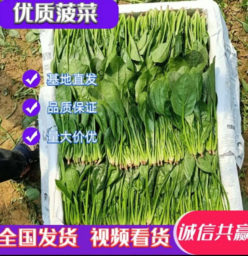 精品净菠菜，欢迎全国各地的新老客户前来收购。
