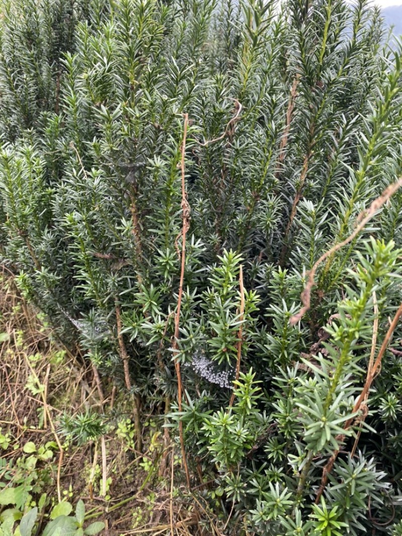 曼迪亚红豆杉大批量出售，欢迎来基地指导