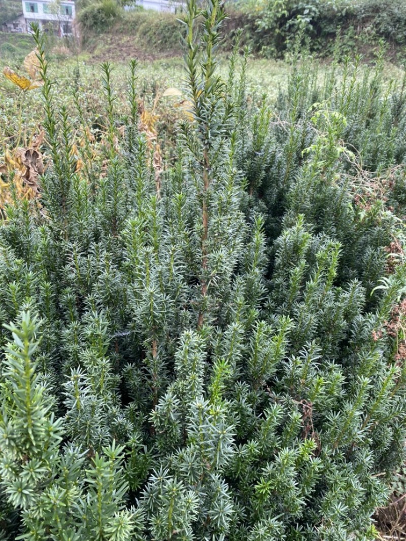 曼迪亚红豆杉大批量出售，欢迎来基地指导