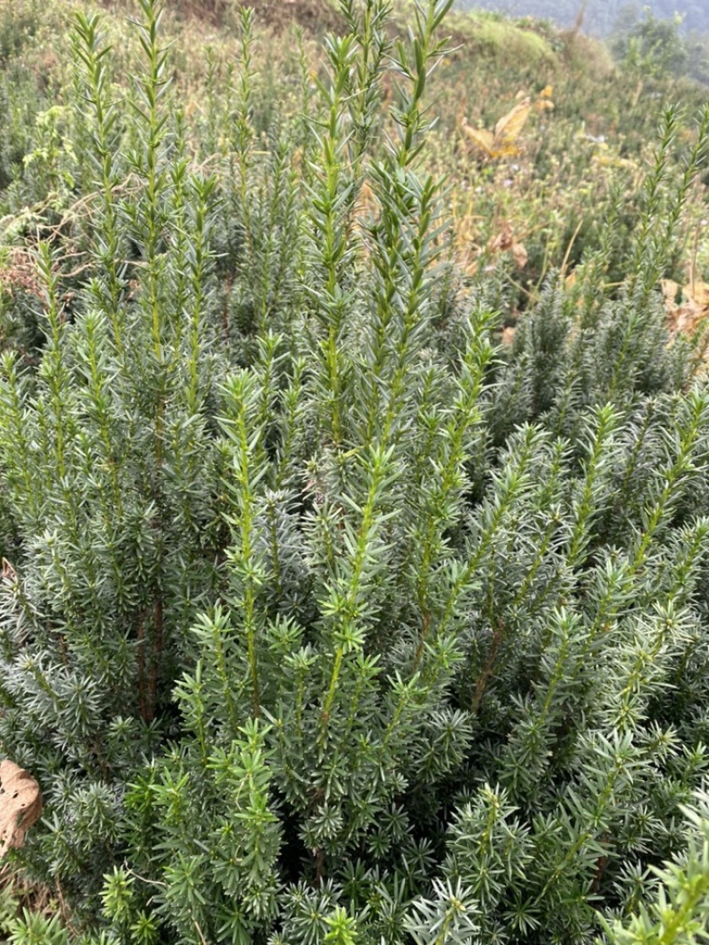 曼迪亚红豆杉大批量出售，欢迎来基地指导