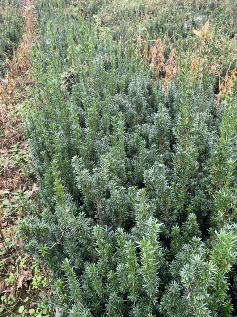 曼迪亚红豆杉大批量出售，欢迎来基地指导