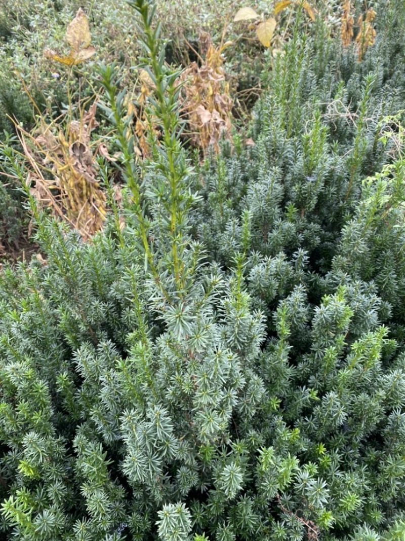 曼迪亚红豆杉大批量出售，欢迎来基地指导