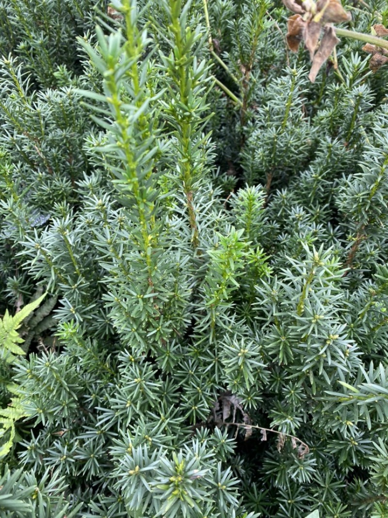 曼迪亚红豆杉大批量出售，欢迎来基地指导