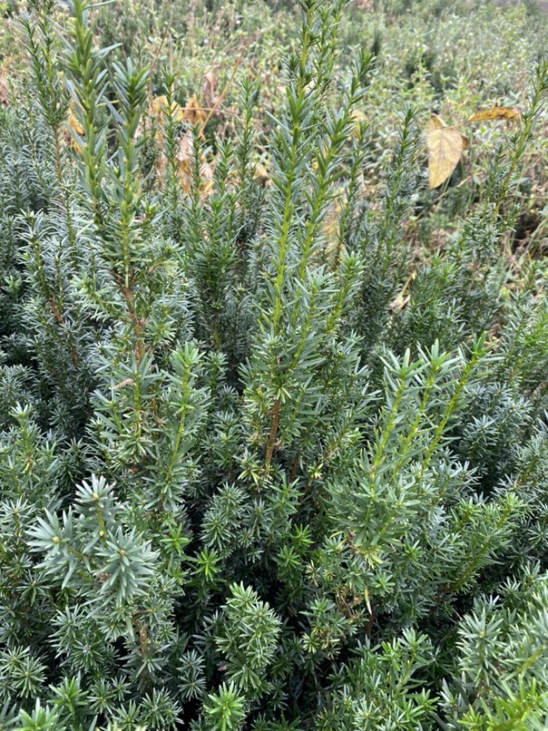 曼迪亚红豆杉大批量出售，欢迎来基地指导