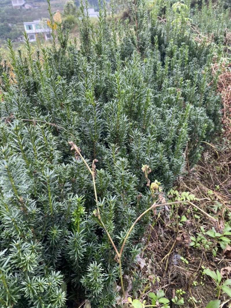 曼迪亚红豆杉大批量出售，欢迎来基地指导