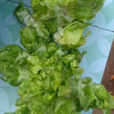 河南太康儿菜大量出售