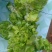 河南太康儿菜大量出售