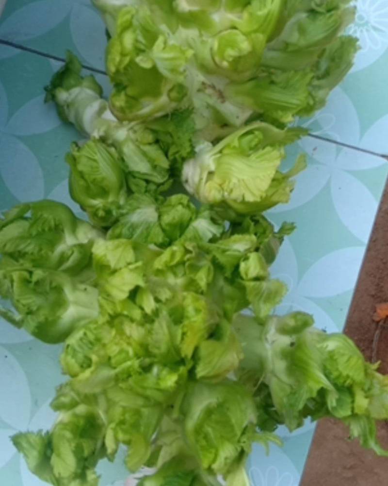 河南太康儿菜大量出售