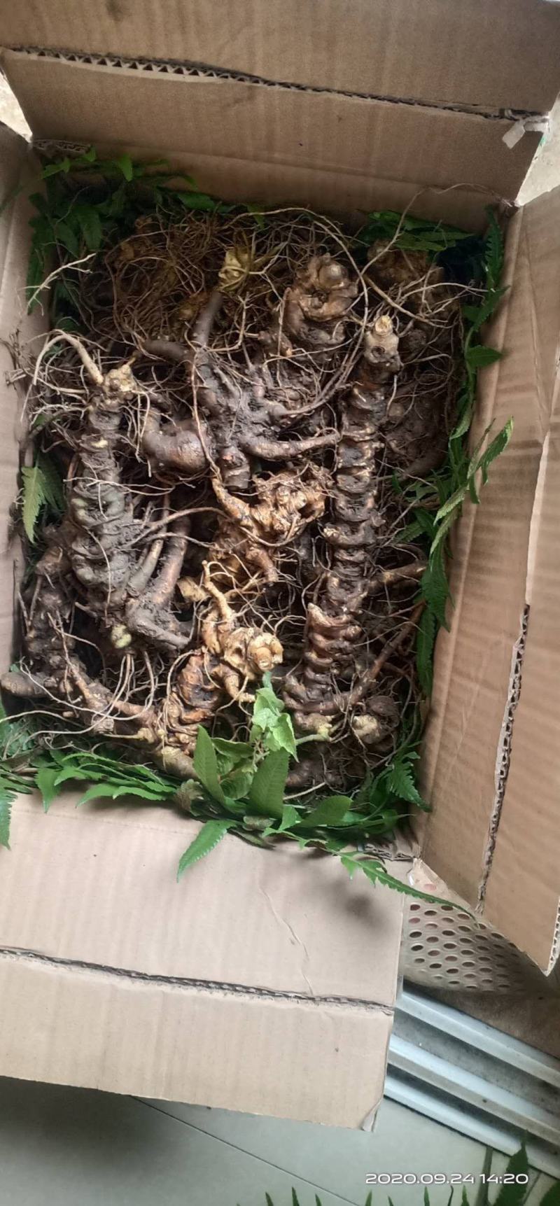 纯野生竹根七有假包换