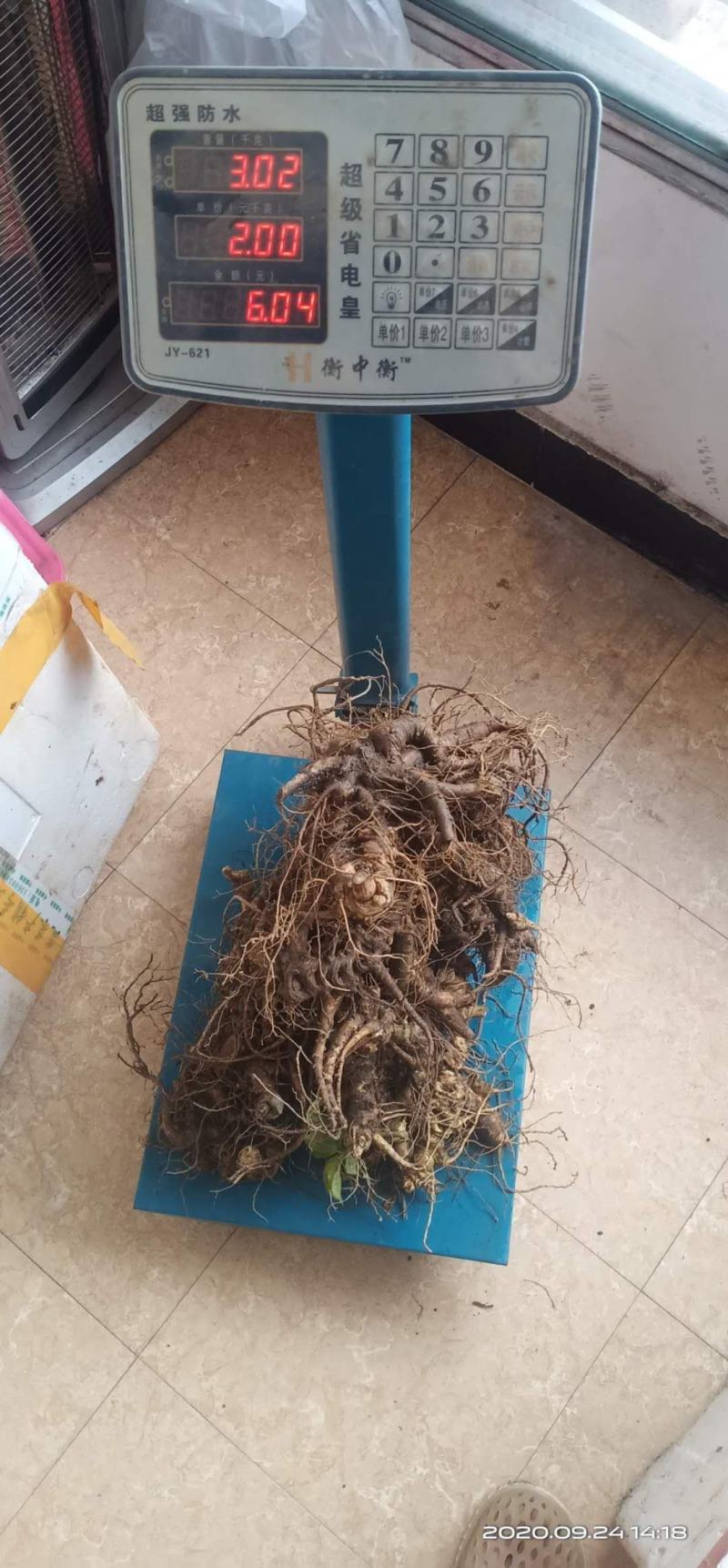 纯野生竹根七有假包换