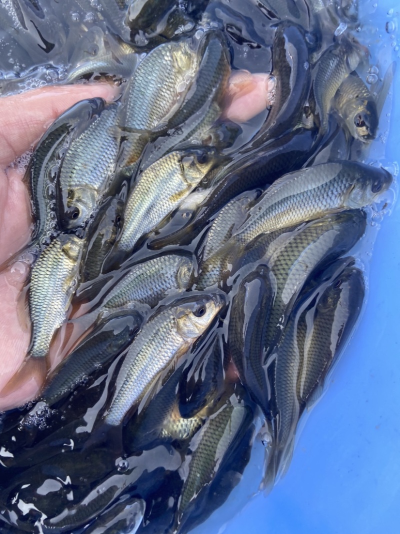 出售大量鲤鱼鱼苗，建鲤，单性鲤，价格优惠。