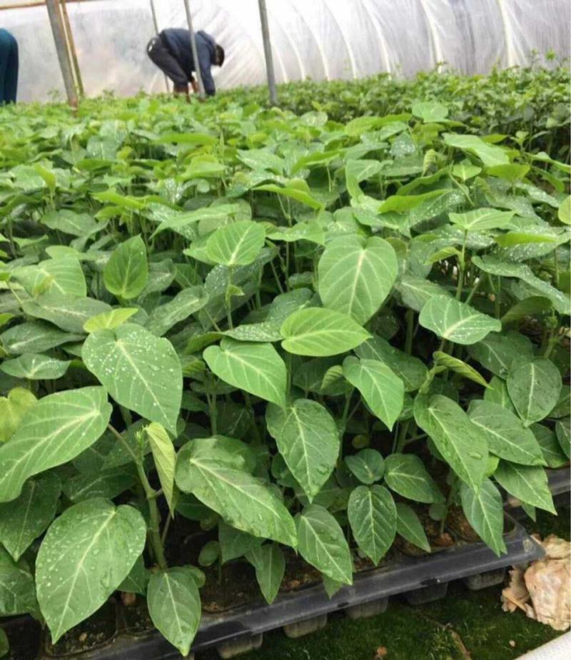 热情果苗哥伦比亚热情百香果苗2棵批包邮当年结果