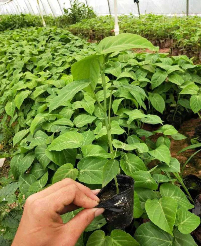 热情果苗哥伦比亚热情百香果苗2棵批包邮当年结果
