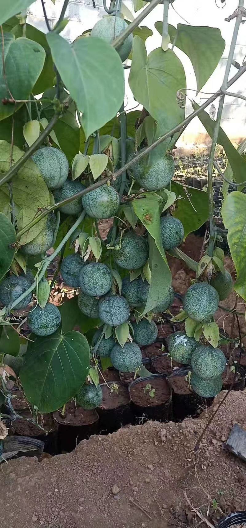 热情果苗哥伦比亚热情百香果苗2棵批包邮当年结果