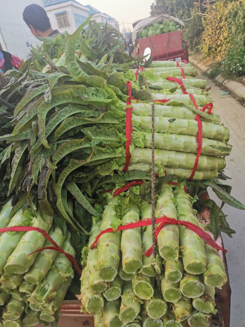 新野县精品红叶莴笋质量好货多价格低有需要的可联系