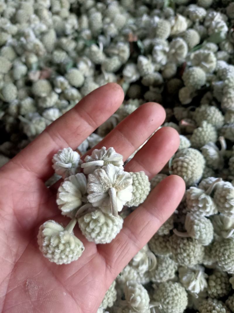 绿萝花产地直销，无硫