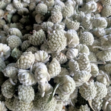 绿萝花产地直销，无硫