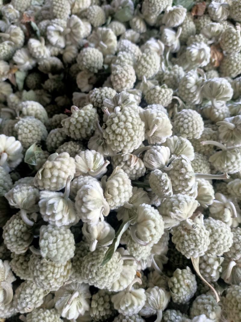 绿萝花产地直销，无硫