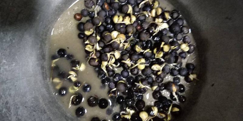 福建福鼎白茶茶叶种子茶籽落地茶果大量供应，百分百发芽