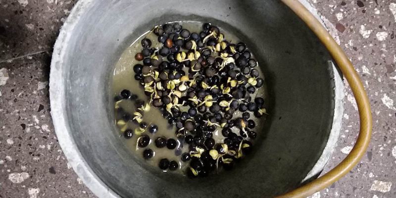 福建福鼎白茶茶叶种子茶籽落地茶果大量现货供应，百分百发芽