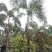 狐尾椰子，杆高2米至5米全规格基地直销成活率高
