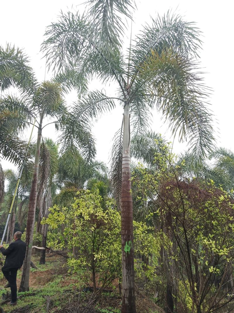 狐尾椰子，杆高2米至5米全规格基地直销成活率高