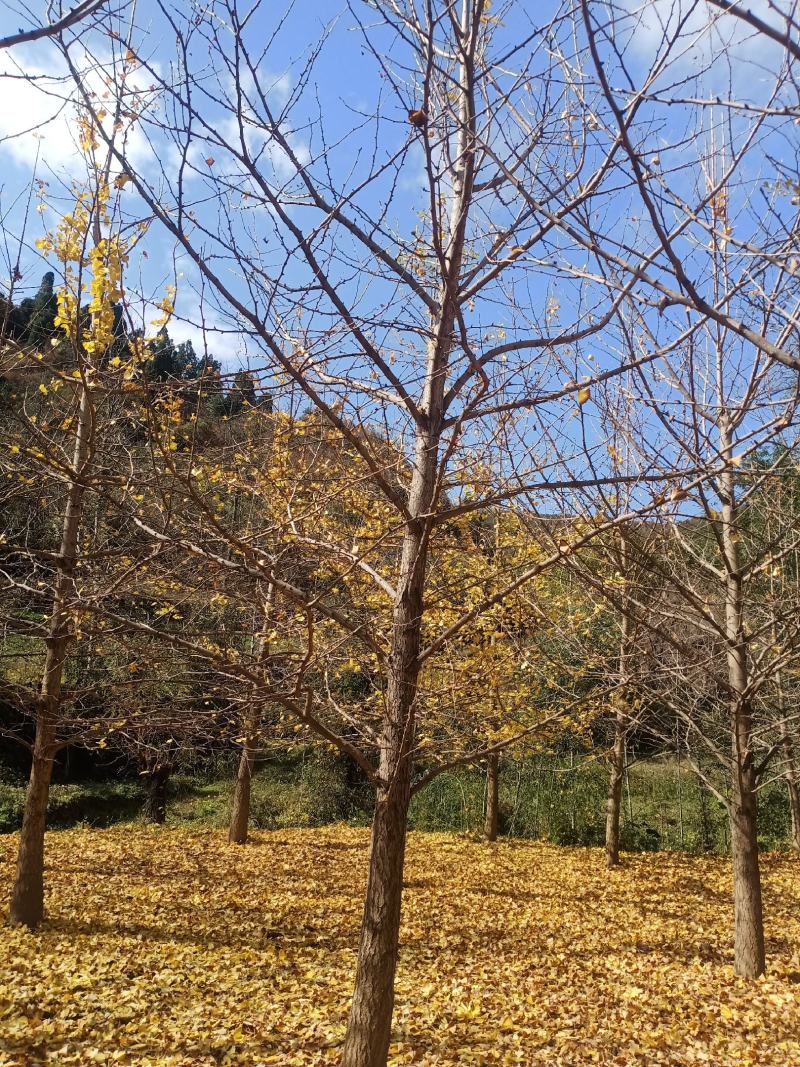 大量供应竹子，0.5-10公分刺槐，15-20公分银杏