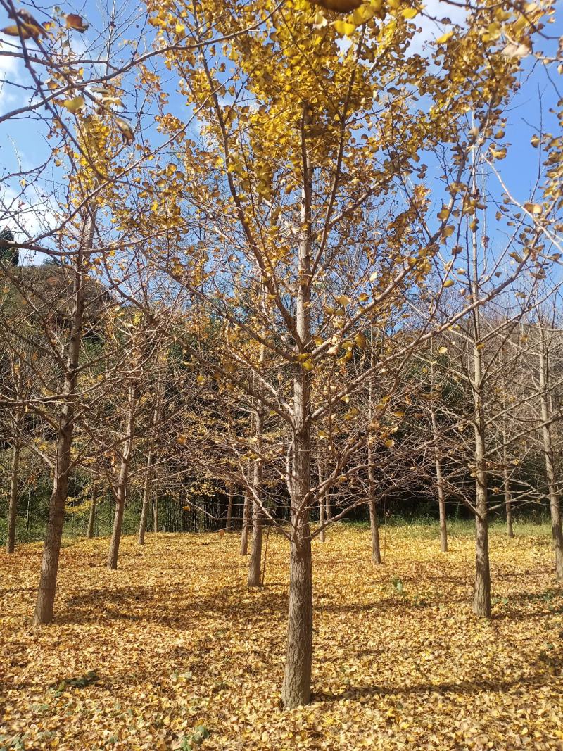 大量供应竹子，0.5-10公分刺槐，15-20公分银杏