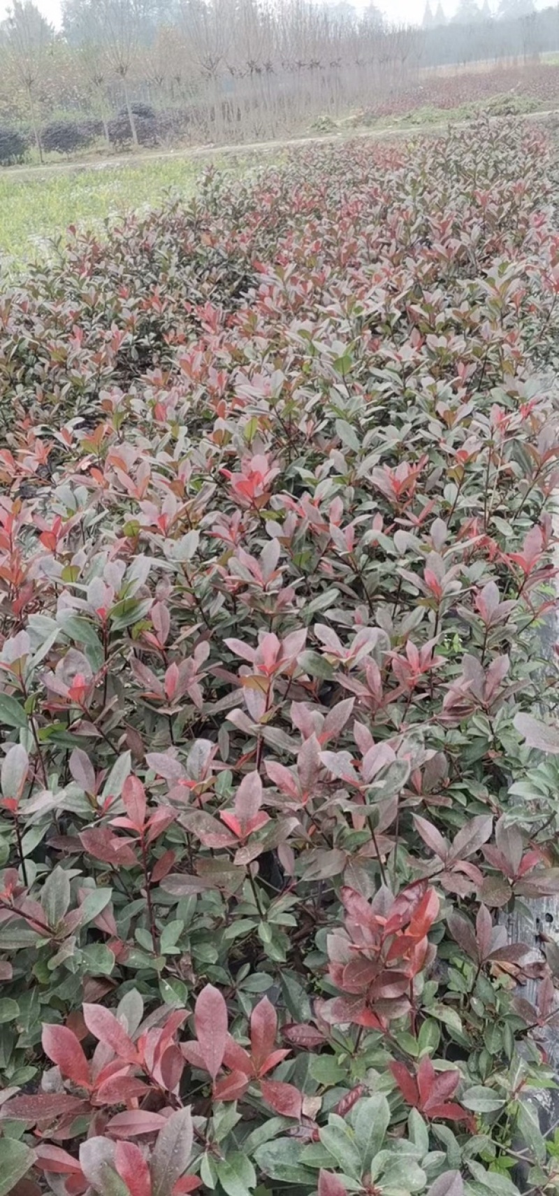 红叶石楠杯苗12杯红叶石楠16杯红叶石楠绿篱等