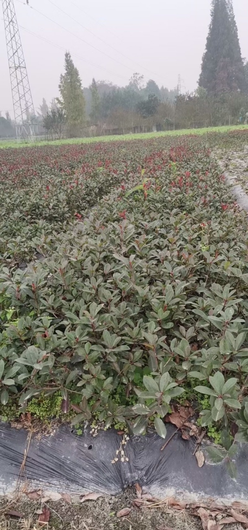 红叶石楠杯苗12杯红叶石楠16杯红叶石楠绿篱等