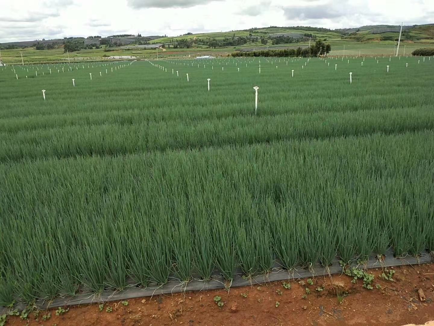 西昌洋葱田间实景图