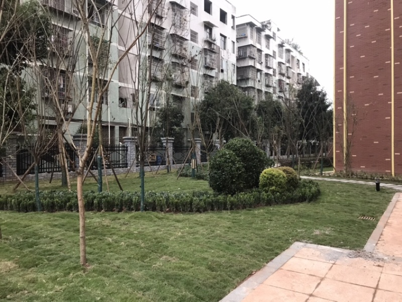 混播草坪台湾二号草坪各种草坪百慕大草坪马蹄金草坪